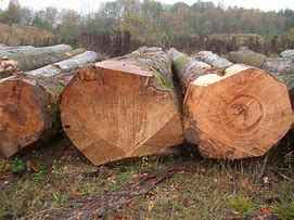 Eine kurze Einführung in Holz – Buchenholz