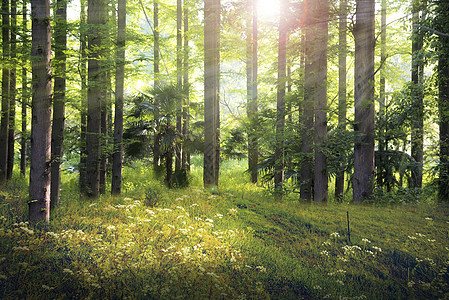 Niedobór drewna wymusza zmiany w fińskim przemyśle drzewnym