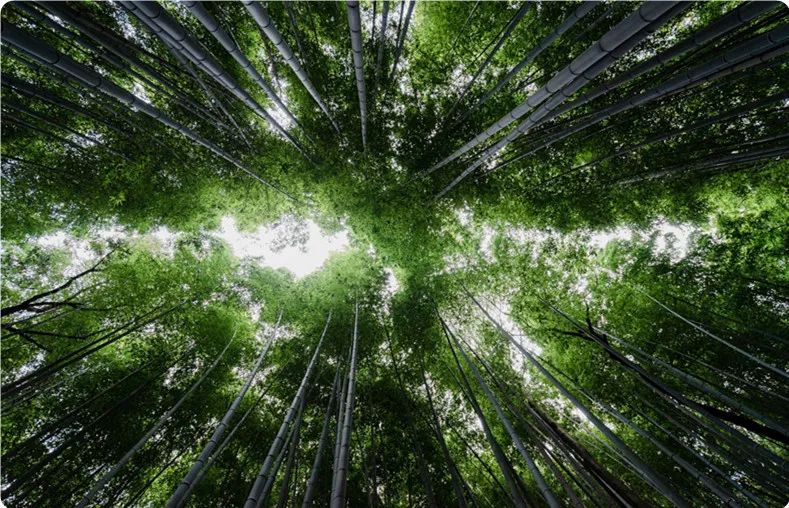 Китай запускает трехлетнюю акцию «Замена пластика бамбуком»