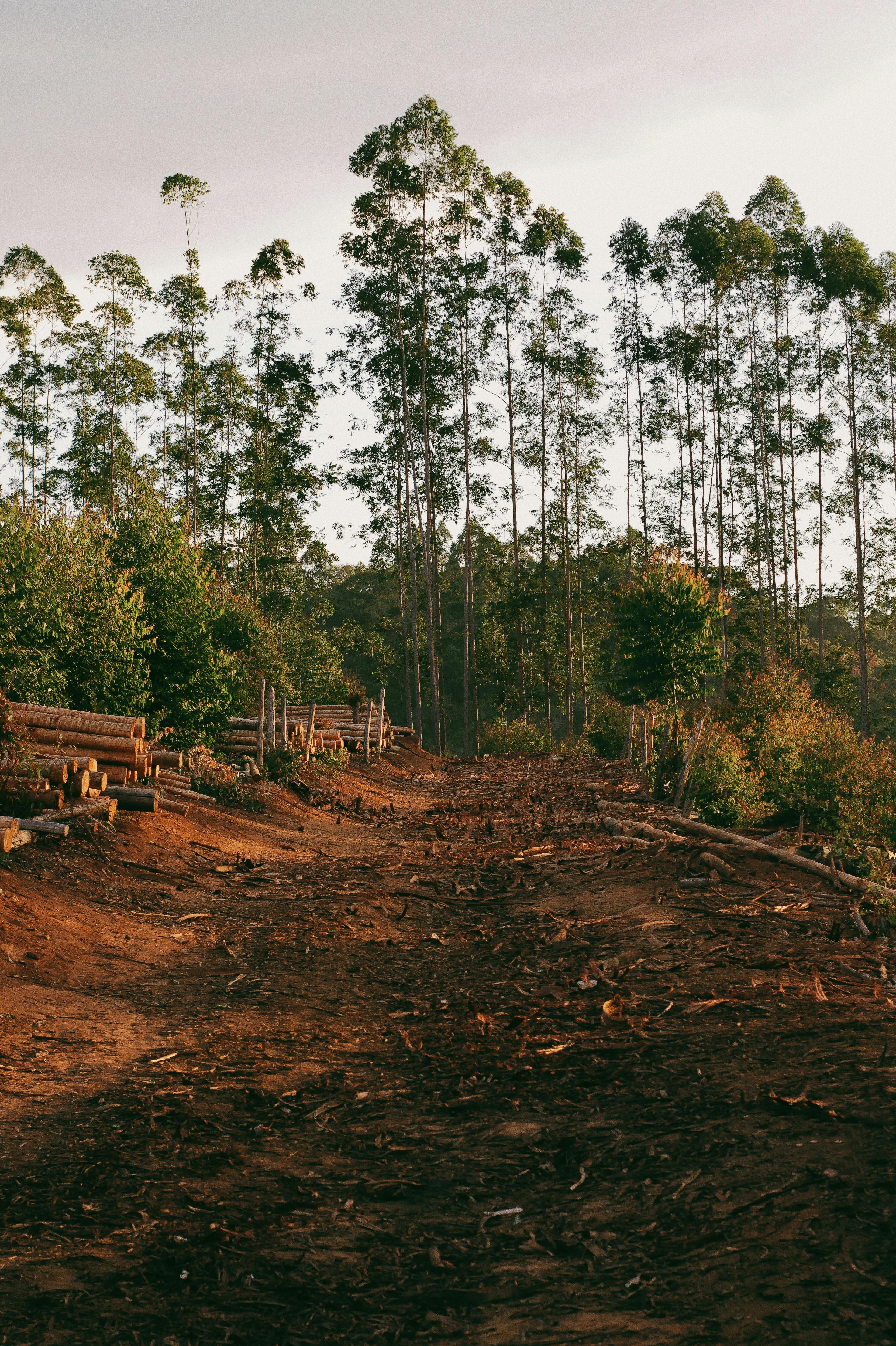 Previzyon Mache Entènasyonal Timber pou Dezyèm Mwatye 2024 la