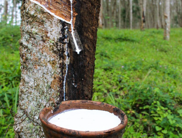 El Ni&ntilde;o Approaches And Natural Rubber Supply Tightens — Potential Impacts on The Hose And Belting Industry