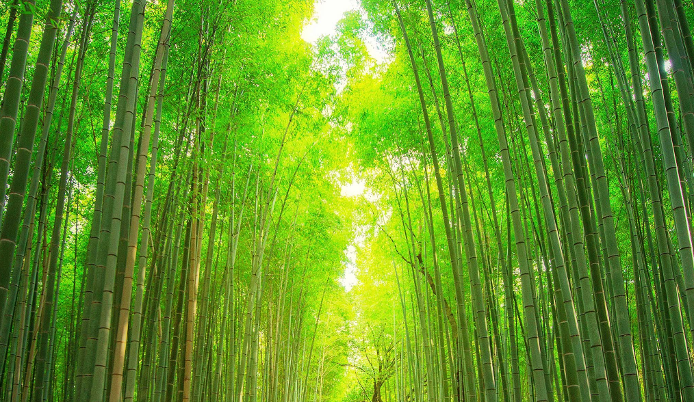 From "Bamboo Instead of Plastic" to "Bamboo Instead of Steel"