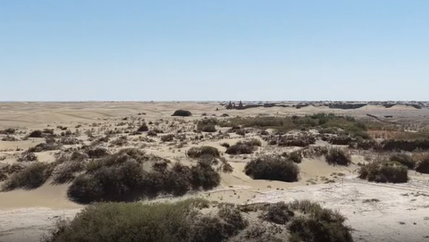 "Desert Foolish Old Man" Su He: 17 Years of Afforestation in Alxa