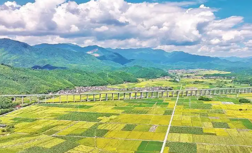 Tech Empowers High-Yield Bamboo Forests: Shaowu Forges A New "Silk Road" for Bamboo